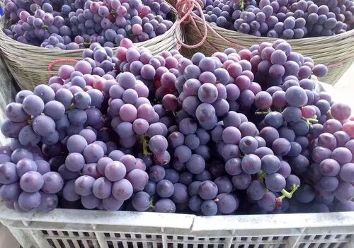 乡村振兴看曲江 田园风光 粤趣果园 精品线路不容错过