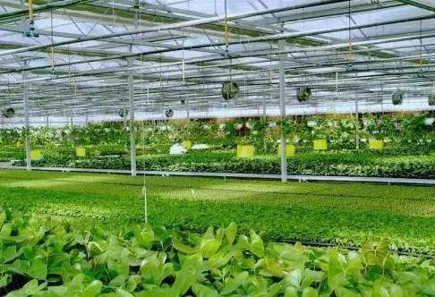 把握智慧农业发展关键要点，推动原生态徽菜产业升级