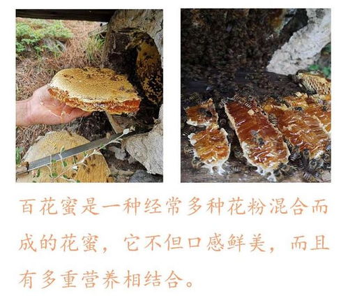 维西百花蜜 源自大自然的甜蜜馈赠