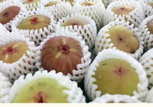 周宁高山原生态无花果 从枝头到舌尖的徽味鲜甜