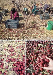 原生态的甜蜜馈赠 新疆若羌灰枣，未清洗的吊干小红枣